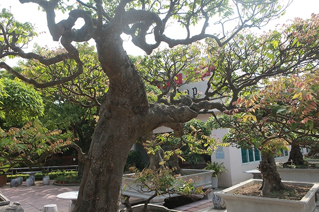 Đại gia Thái Nguyên dốc tiền khủng chơi dàn bonsai khế, coi như báu vật trong nhà - 13