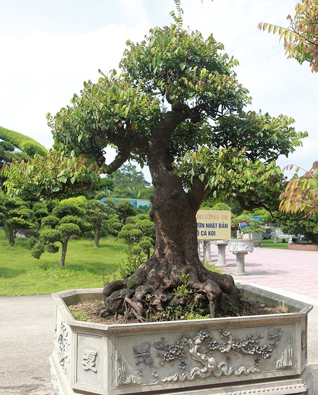 Đại gia Thái Nguyên dốc tiền khủng chơi dàn bonsai khế, coi như báu vật trong nhà - 14 Đại gia Thái Nguyên dốc tiền khủng chơi dàn bonsai khế, coi như báu vật trong nhà - 14