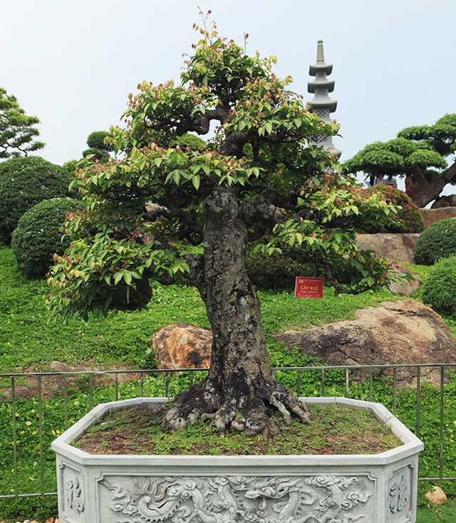 Đại gia Thái Nguyên dốc tiền khủng chơi dàn bonsai khế, coi như báu vật trong nhà - 3