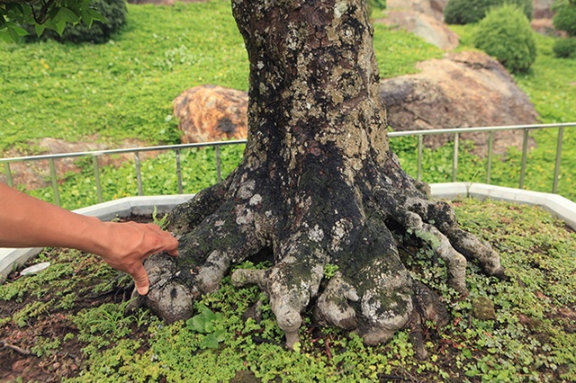 Đại gia Thái Nguyên dốc tiền khủng chơi dàn bonsai khế, coi như báu vật trong nhà - 5