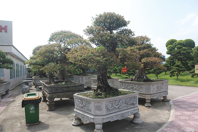 Đại gia Thái Nguyên dốc tiền khủng chơi dàn bonsai khế, coi như báu vật trong nhà - 6 Đại gia Thái Nguyên dốc tiền khủng chơi dàn bonsai khế, coi như báu vật trong nhà - 6