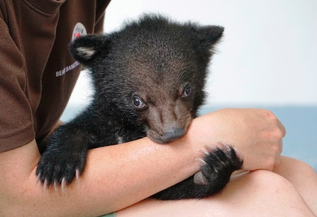 Giải cứu cá thể gấu đen châu Á 2 tháng tuổi bị rao bán - 1