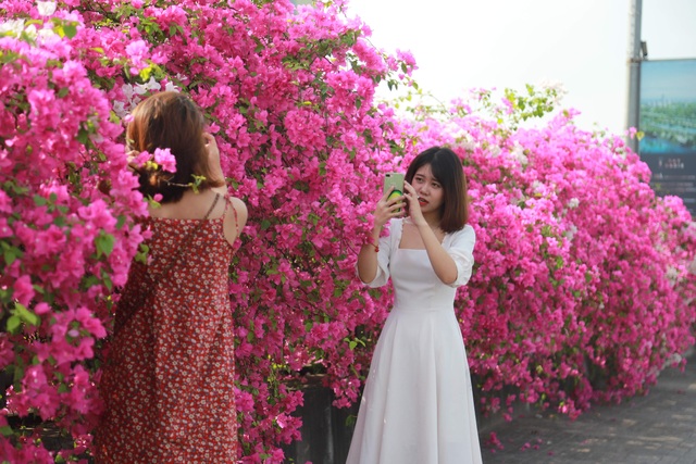 Phát sốt” với con đường hoa giấy đẹp quên lối về ngay gần Hà Nội - 6 Phát sốt” với con đường hoa giấy đẹp quên lối về ngay gần Hà Nội - 6