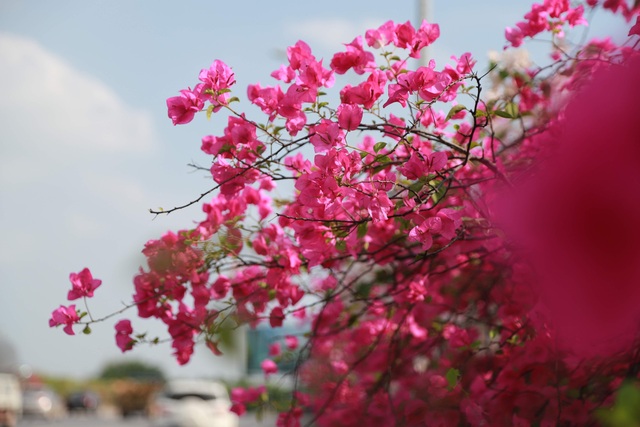 Phát sốt” với con đường hoa giấy đẹp quên lối về ngay gần Hà Nội - 12 Phát sốt” với con đường hoa giấy đẹp quên lối về ngay gần Hà Nội - 12