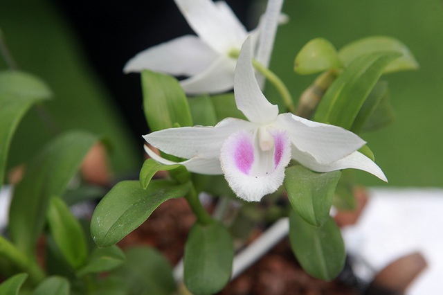 Chiêm ngưỡng những giỏ hoa lan đột biến hiếm có giá hàng trăm triệu - 7 Chiêm ngưỡng những giỏ hoa lan đột biến hiếm có giá hàng trăm triệu - 7