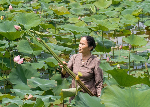 Người phụ nữ khiến sen nhả ra ngọc dệt thành khăn giá 10 triệu đồng/chiếc - 5 Người phụ nữ khiến sen nhả ra ngọc dệt thành khăn giá 10 triệu đồng/chiếc - 5