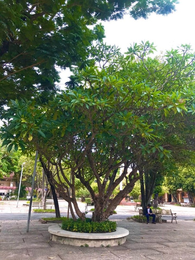 Lo cây xanh bị hạ tràn lan, Trung tâm Bảo tồn Thiên nhiên gửi tâm thư - 3 Lo cây xanh bị hạ tràn lan, Trung tâm Bảo tồn Thiên nhiên gửi tâm thư - 3