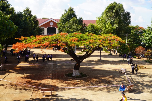 Sợ nguy hiểm cho học sinh, nhà trường căng dây chắn 2 cây phượng lâu năm - 1 Sợ nguy hiểm cho học sinh, nhà trường căng dây chắn 2 cây phượng lâu năm - 1