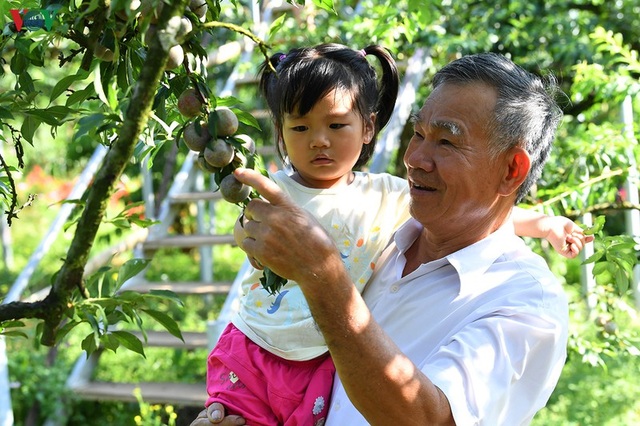 Mận Mộc Châu vào mùa thu hoạch, nông dân kiếm tiền triệu mỗi ngày - 10