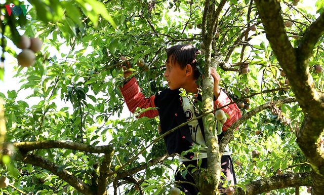 Mận Mộc Châu vào mùa thu hoạch, nông dân kiếm tiền triệu mỗi ngày - 12