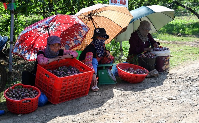 Mận Mộc Châu vào mùa thu hoạch, nông dân kiếm tiền triệu mỗi ngày - 14