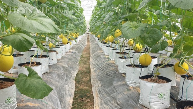 U70 trồng dưa vàng công nghệ cao, ngay vụ đầu đã bỏ túi gần 50 triệu - 2 U70 trồng dưa vàng công nghệ cao, ngay vụ đầu đã bỏ túi gần 50 triệu - 2