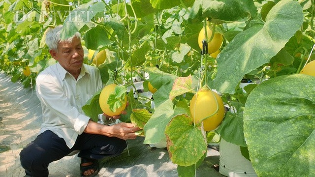 U70 trồng dưa vàng công nghệ cao, ngay vụ đầu đã bỏ túi gần 50 triệu - 3 U70 trồng dưa vàng công nghệ cao, ngay vụ đầu đã bỏ túi gần 50 triệu - 3