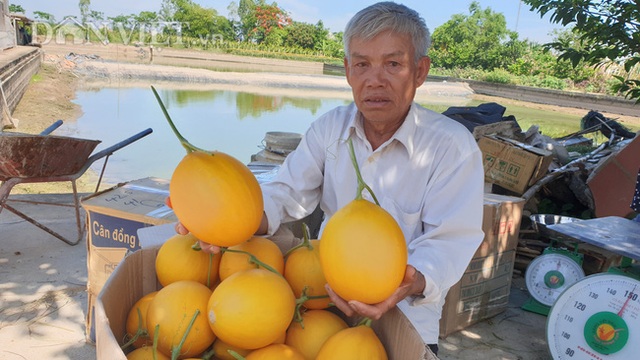 U70 trồng dưa vàng công nghệ cao, ngay vụ đầu đã bỏ túi gần 50 triệu - 5 U70 trồng dưa vàng công nghệ cao, ngay vụ đầu đã bỏ túi gần 50 triệu - 5