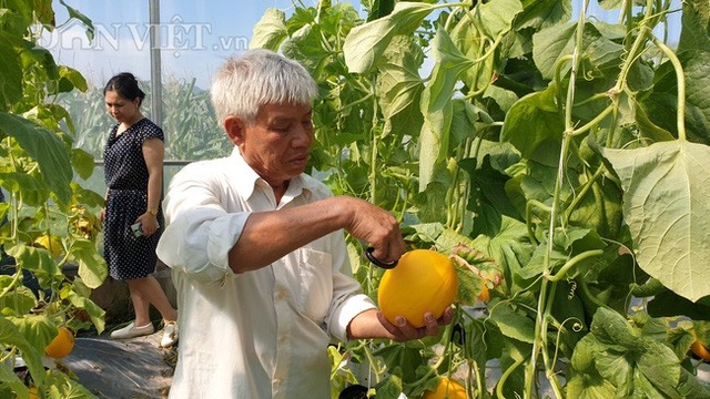 U70 trồng dưa vàng công nghệ cao, ngay vụ đầu đã bỏ túi gần 50 triệu - 4 U70 trồng dưa vàng công nghệ cao, ngay vụ đầu đã bỏ túi gần 50 triệu - 4