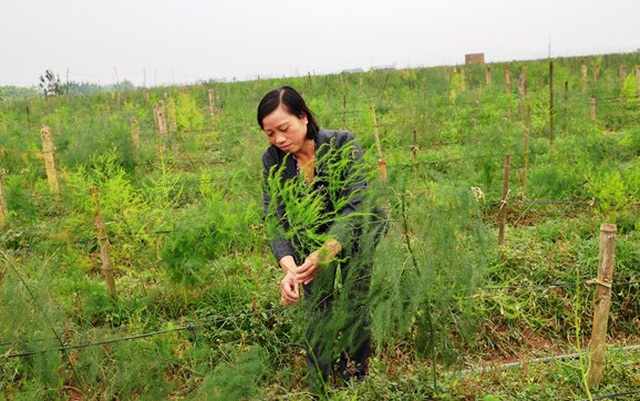 Trồng cây “rau vua”, nuôi con đặc sản, nông dân nhanh giàu - 2 Trồng cây “rau vua”, nuôi con đặc sản, nông dân nhanh giàu - 2