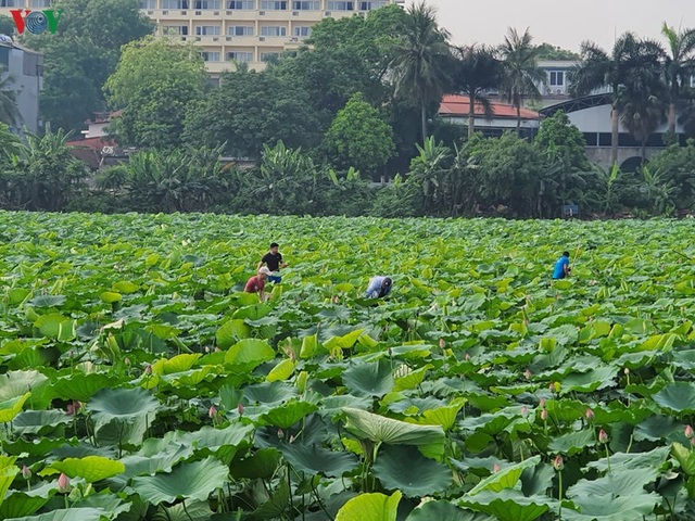 Đẹp nao lòng mùa sen tháng 6 Hà Nội - 15 Đẹp nao lòng mùa sen tháng 6 Hà Nội - 15