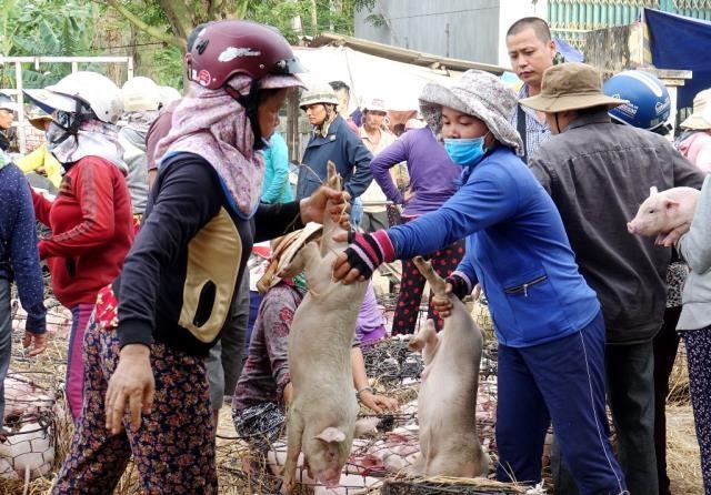 Giữa mùa khan hiếm, đắt đỏ tìm về chợ heo giống độc nhất Việt Nam - 2