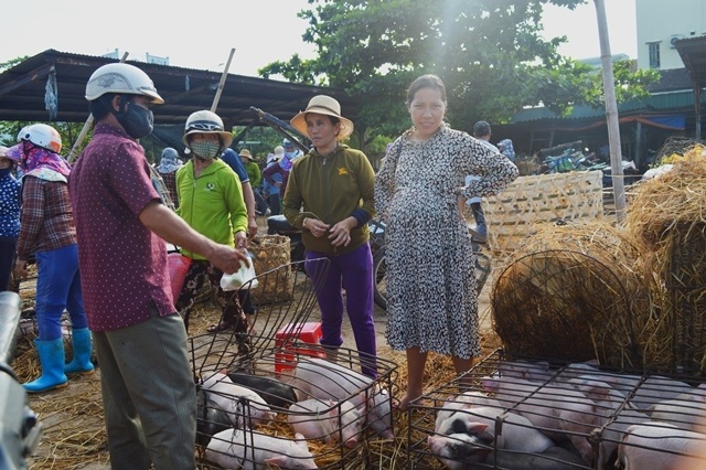 Giữa mùa khan hiếm, đắt đỏ tìm về chợ heo giống độc nhất Việt Nam - 5