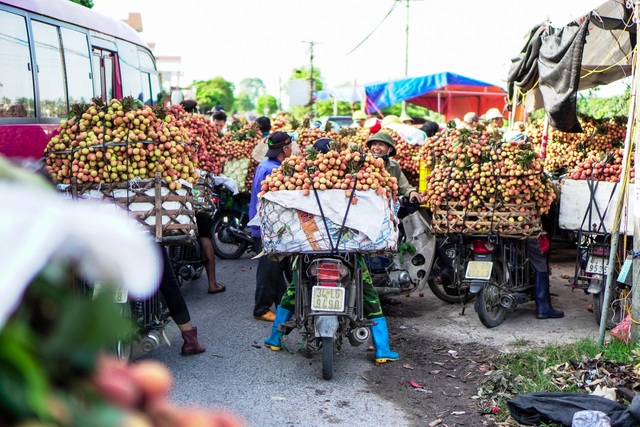 Thương lái nườm nượp thu mua vải Thanh Hà chín sớm - 1 Thương lái nườm nượp thu mua vải Thanh Hà chín sớm - 1