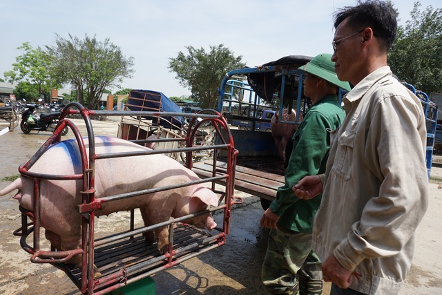 Lợn hơi trong nước tăng giá trở lại, bất chấp lợn sống từ Thái Lan lại về - 1 Lợn hơi trong nước tăng giá trở lại, bất chấp lợn sống từ Thái Lan lại về - 1