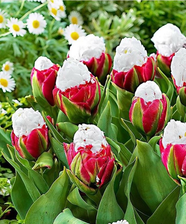 Tuyệt đẹp và độc đáo bông hoa tulip giống hệt ly kem mát lạnh - Ảnh minh hoạ 3