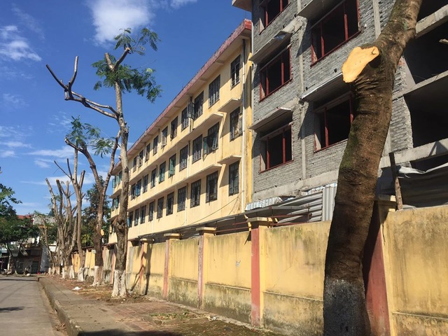 Hàng chục cây xanh quanh trường học bị cắt cụt ngọn - 1 Hàng chục cây xanh quanh trường học bị cắt cụt ngọn - 1
