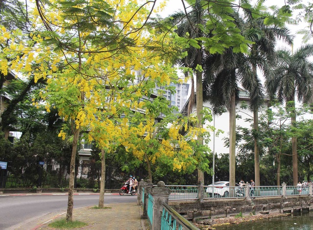 Rực rỡ sắc muồng Hoàng Yến, ngát hương thơm trong nắng hè Hà Nội - 10 Rực rỡ sắc muồng Hoàng Yến, ngát hương thơm trong nắng hè Hà Nội - 10