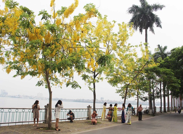 Rực rỡ sắc muồng Hoàng Yến, ngát hương thơm trong nắng hè Hà Nội - 7 Rực rỡ sắc muồng Hoàng Yến, ngát hương thơm trong nắng hè Hà Nội - 7