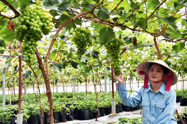 Trồng dâu tây Bạch Tuyết hiếm nhất thế giới, bán tiền triệu mỗi cân - 3 Trồng dâu tây Bạch Tuyết hiếm nhất thế giới, bán tiền triệu mỗi cân - 3