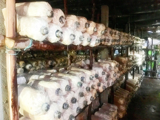 Bỏ việc nhà nước, vợ chồng về quê trồng nấm lãi cả trăm triệu/năm - 2 Bỏ việc nhà nước, vợ chồng về quê trồng nấm lãi cả trăm triệu/năm - 2