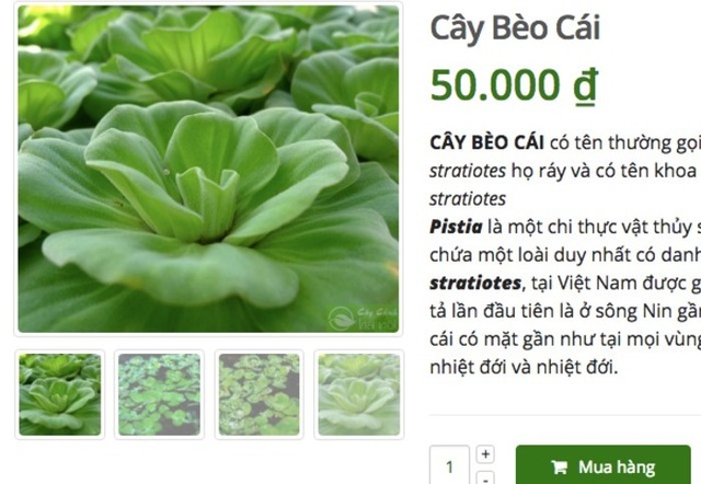 Ở quê bỏ đi lợn cũng không ăn, lên mạng bán 50 ngàn đồng/cây - 2 Ở quê bỏ đi lợn cũng không ăn, lên mạng bán 50 ngàn đồng/cây - 2