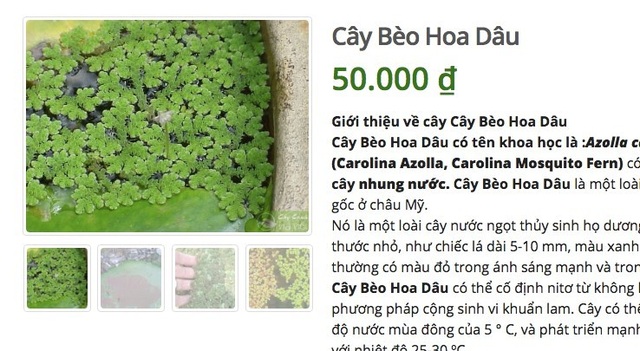 Ở quê bỏ đi lợn cũng không ăn, lên mạng bán 50 ngàn đồng/cây - 3 Ở quê bỏ đi lợn cũng không ăn, lên mạng bán 50 ngàn đồng/cây - 3