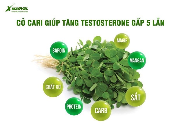 Cỏ Cari Mỹ - Thần dược quý cho sức khỏe sinh lý nam giới - 1 Cỏ Cari Mỹ - Thần dược quý cho sức khỏe sinh lý nam giới - 1