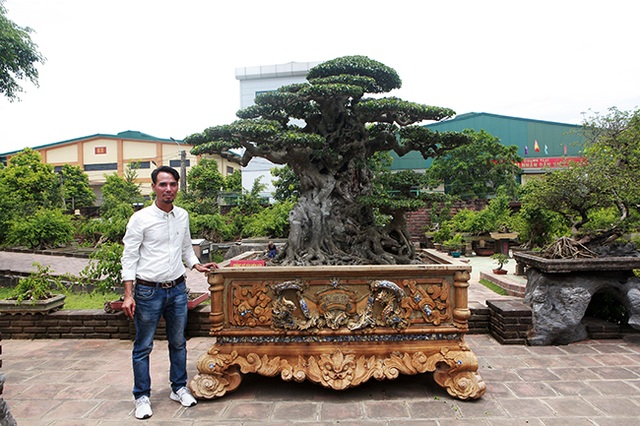 Đại gia Hà Nội làm dậy sóng” làng cây cảnh khi chi 24 tỷ đồng mua 2 cây sanh - 10 Đại gia Hà Nội làm dậy sóng” làng cây cảnh khi chi 24 tỷ đồng mua 2 cây sanh - 10