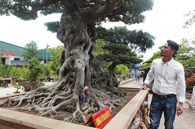 Đại gia Hà Nội làm dậy sóng” làng cây cảnh khi chi 24 tỷ đồng mua 2 cây sanh - 12