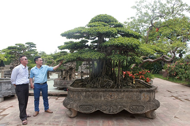 Đại gia Hà Nội làm dậy sóng” làng cây cảnh khi chi 24 tỷ đồng mua 2 cây sanh - 2