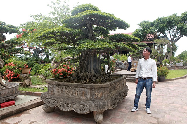 Đại gia Hà Nội làm dậy sóng” làng cây cảnh khi chi 24 tỷ đồng mua 2 cây sanh - 3 Đại gia Hà Nội làm dậy sóng” làng cây cảnh khi chi 24 tỷ đồng mua 2 cây sanh - 3