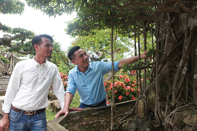 Đại gia Hà Nội làm dậy sóng” làng cây cảnh khi chi 24 tỷ đồng mua 2 cây sanh - 7 Đại gia Hà Nội làm dậy sóng” làng cây cảnh khi chi 24 tỷ đồng mua 2 cây sanh - 7