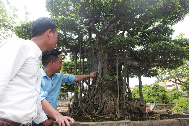 Đại gia Hà Nội làm dậy sóng” làng cây cảnh khi chi 24 tỷ đồng mua 2 cây sanh - 9