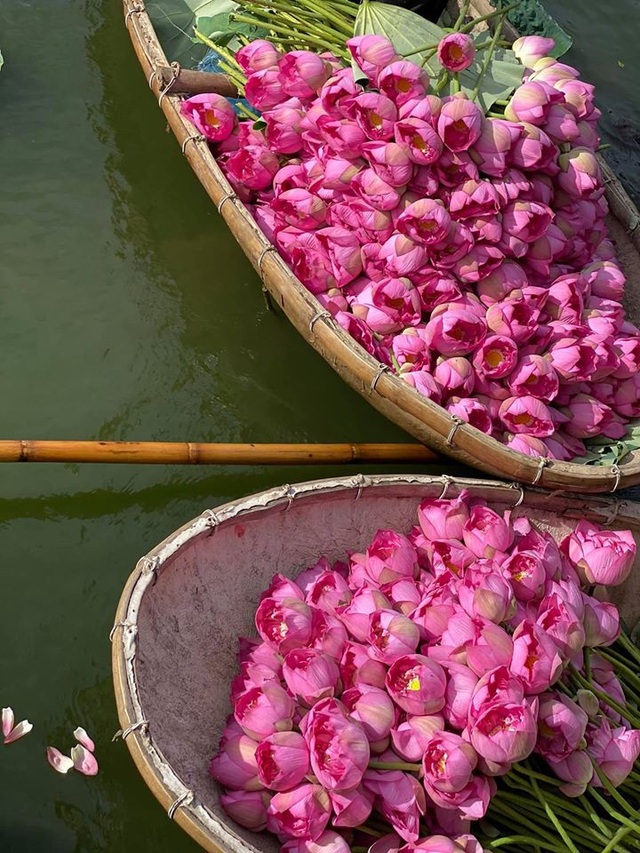 Mùa của những người yêu sen - 1 Mùa của những người yêu sen - 1