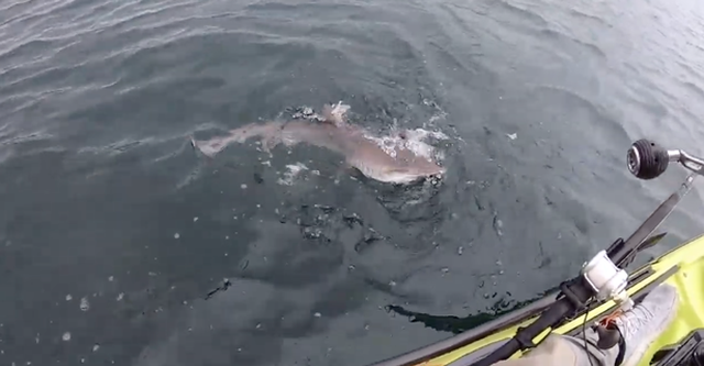 Cá mập xám táo tợn tranh cướp cá với ngư dân ngoài khơi Scotland