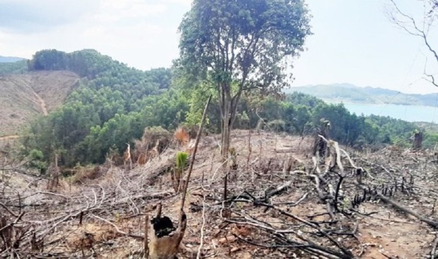 Khởi tố vụ phá rừng đầu nguồn tại Thừa Thiên Huế - 1
