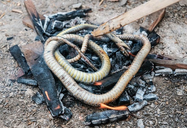 Phát hiện bằng chứng con người ăn thịt rắn cách đây 15.000 năm - 1