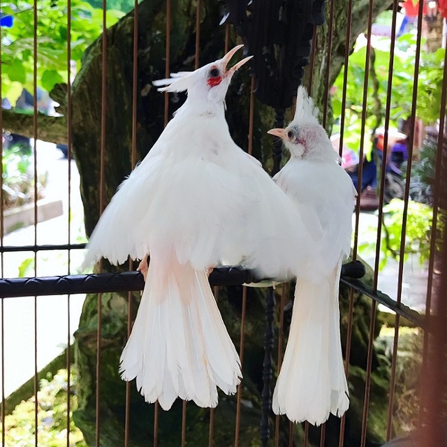 Độc nhất tại Việt Nam: 72 con chim "quý tộc" trị giá 10 tỷ đồng, có 2 bảo  mẫu riêng chăm sóc