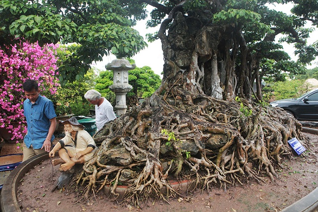 Chiêm ngưỡng sanh cổ triệu đô đang xin thủ tục trở thành bảo vật quốc gia - 6 Chiêm ngưỡng sanh cổ triệu đô đang xin thủ tục trở thành bảo vật quốc gia - 6