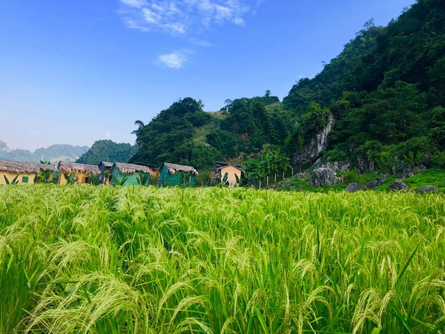 Cặp vợ chồng Hà Nội dành 4 năm cải tạo mảnh đất hoang và cái kết bất ngờ - 10 Cặp vợ chồng Hà Nội dành 4 năm cải tạo mảnh đất hoang và cái kết bất ngờ - 10