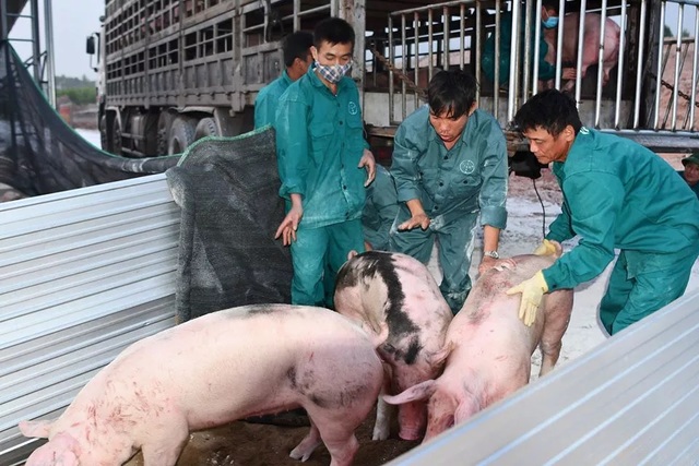500 con lợn sống Thái Lan đã về cửa khẩu Lao Bảo - 1