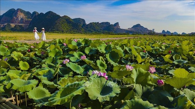 Thơ mộng sen hồng vùng đất cố đô Ninh Bình - 2 Thơ mộng sen hồng vùng đất cố đô Ninh Bình - 2