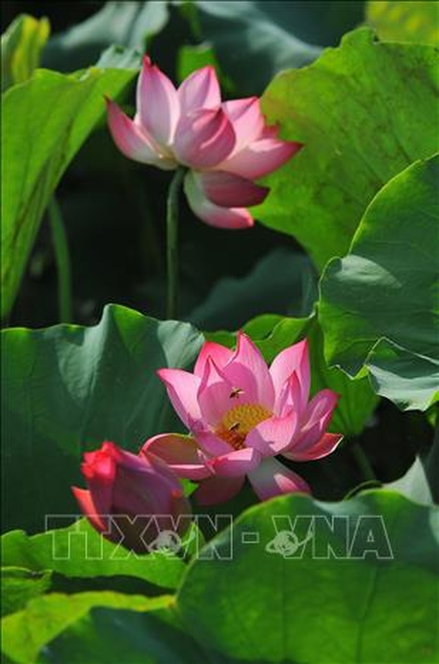 Thơ mộng sen hồng vùng đất cố đô Ninh Bình - 4 Thơ mộng sen hồng vùng đất cố đô Ninh Bình - 4